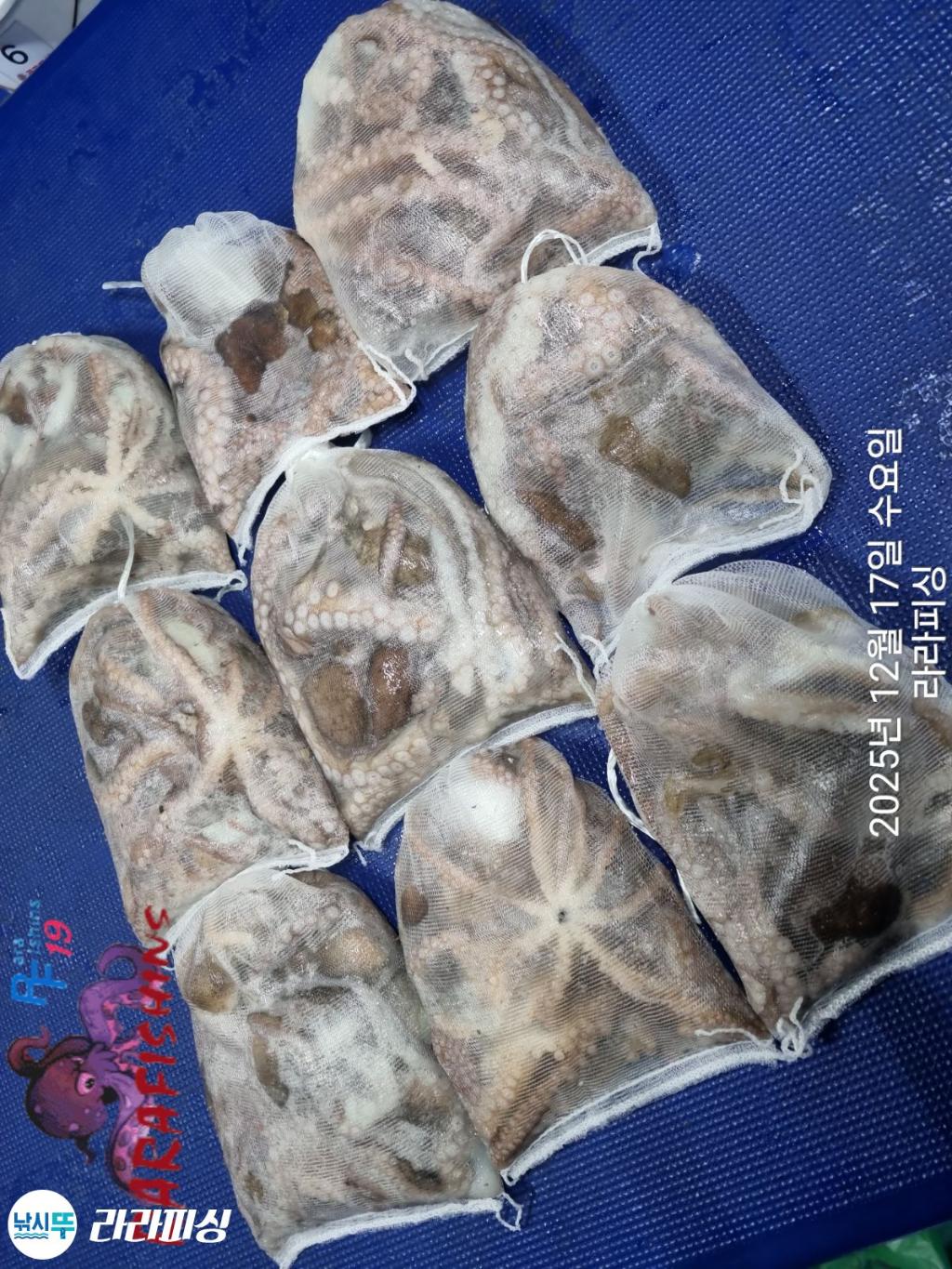 낚시뚜,낙지,속천항(진해),라라피싱,낚시뚜21