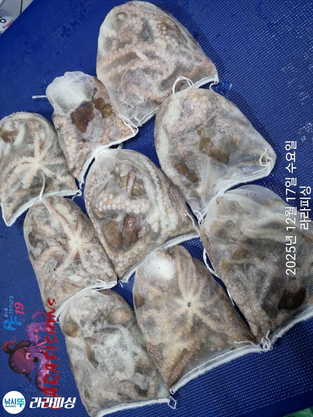 낚시뚜,낙지,속천항(진해),라라피싱,낚시뚜20