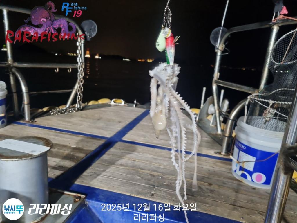 낚시뚜,낙지,속천항(진해),라라피싱,낚시뚜17