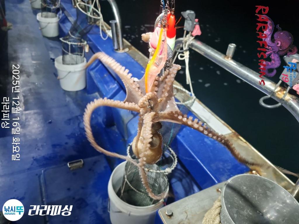 낚시뚜,낙지,속천항(진해),라라피싱,낚시뚜14