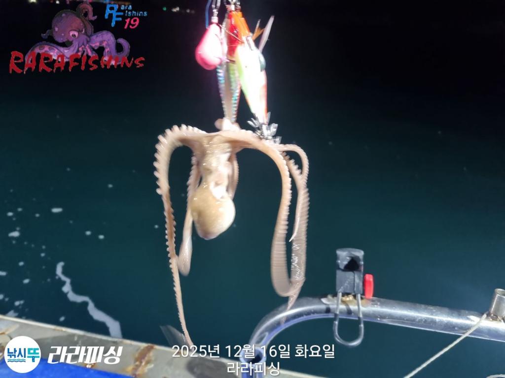 낚시뚜,낙지,속천항(진해),라라피싱,낚시뚜13