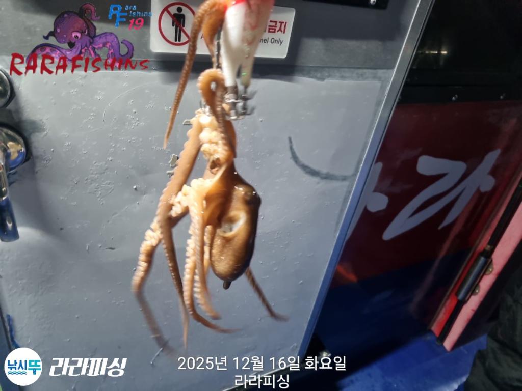낚시뚜,낙지,속천항(진해),라라피싱,낚시뚜9