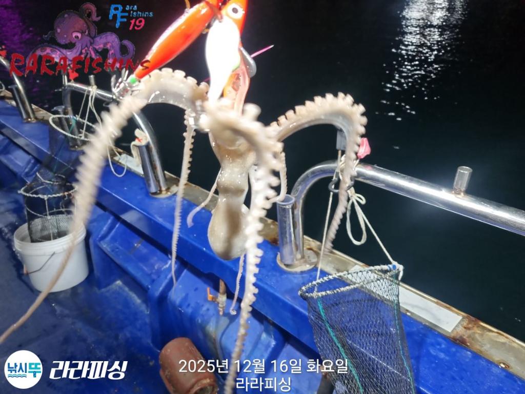 낚시뚜,낙지,속천항(진해),라라피싱,낚시뚜5