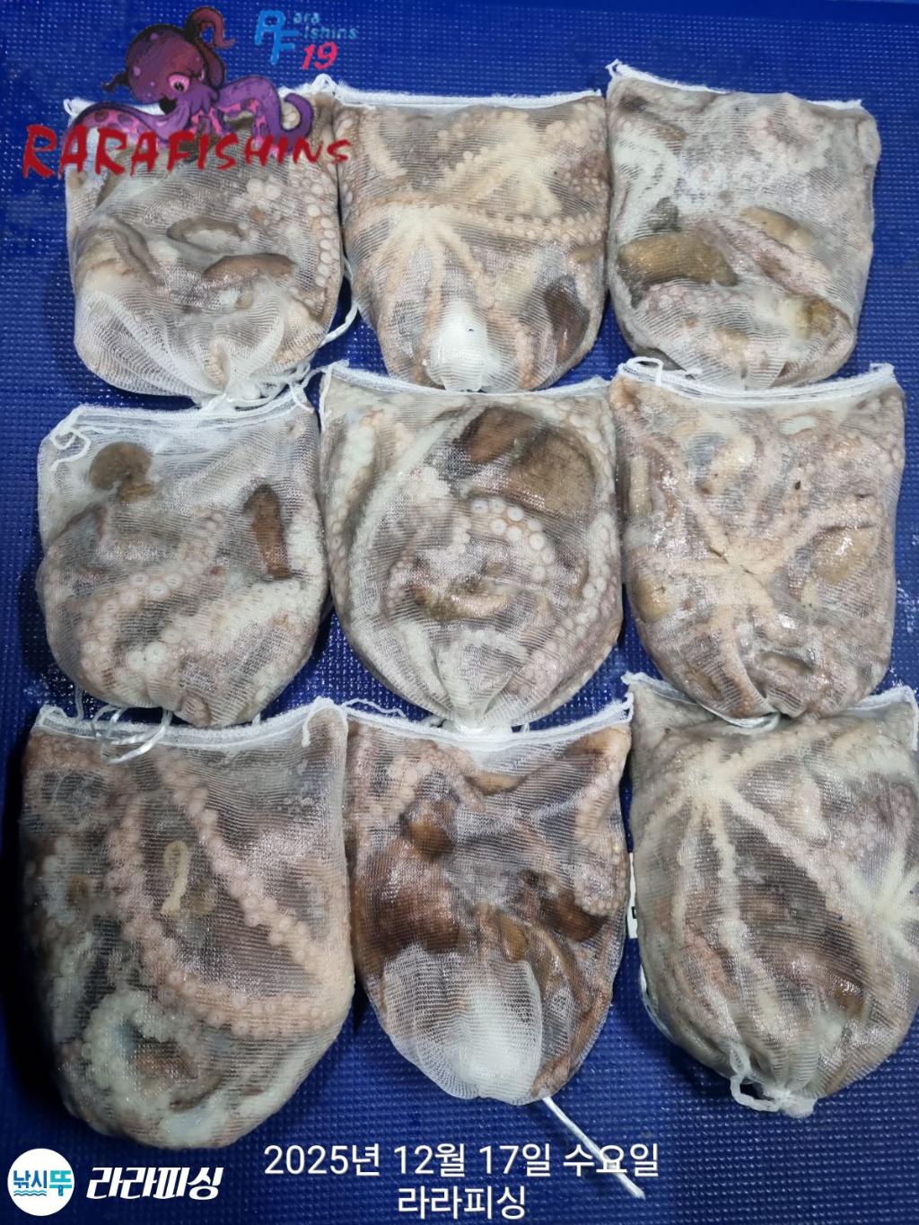 낚시뚜,낙지,속천항(진해),라라피싱,낚시뚜1