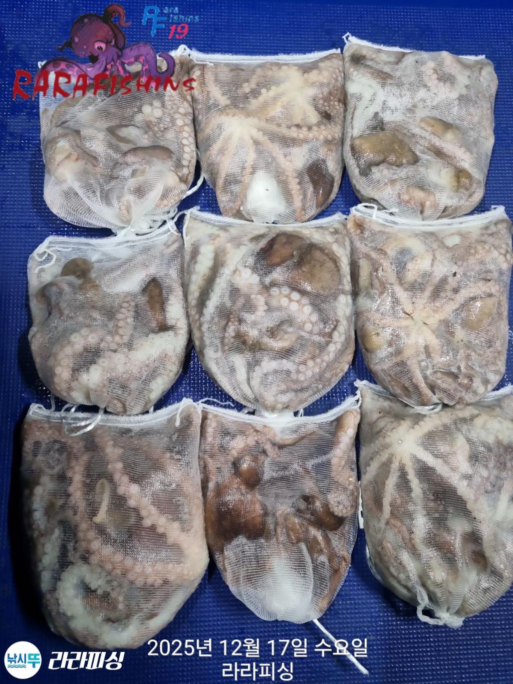 낚시뚜,낙지,속천항(진해),라라피싱,낚시뚜19