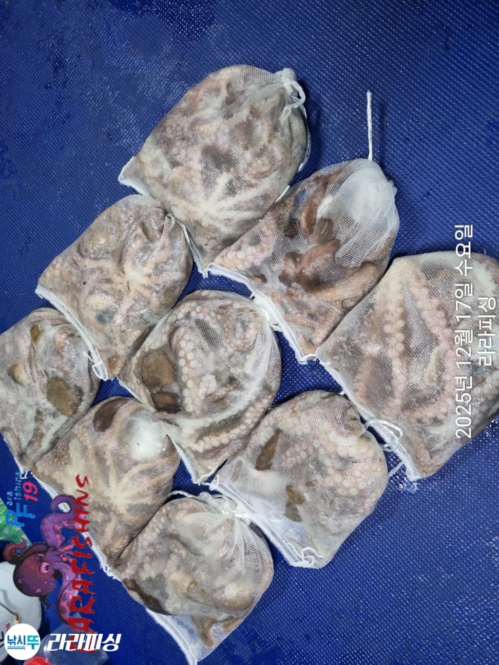 낚시뚜,낙지,속천항(진해),라라피싱,낚시뚜17