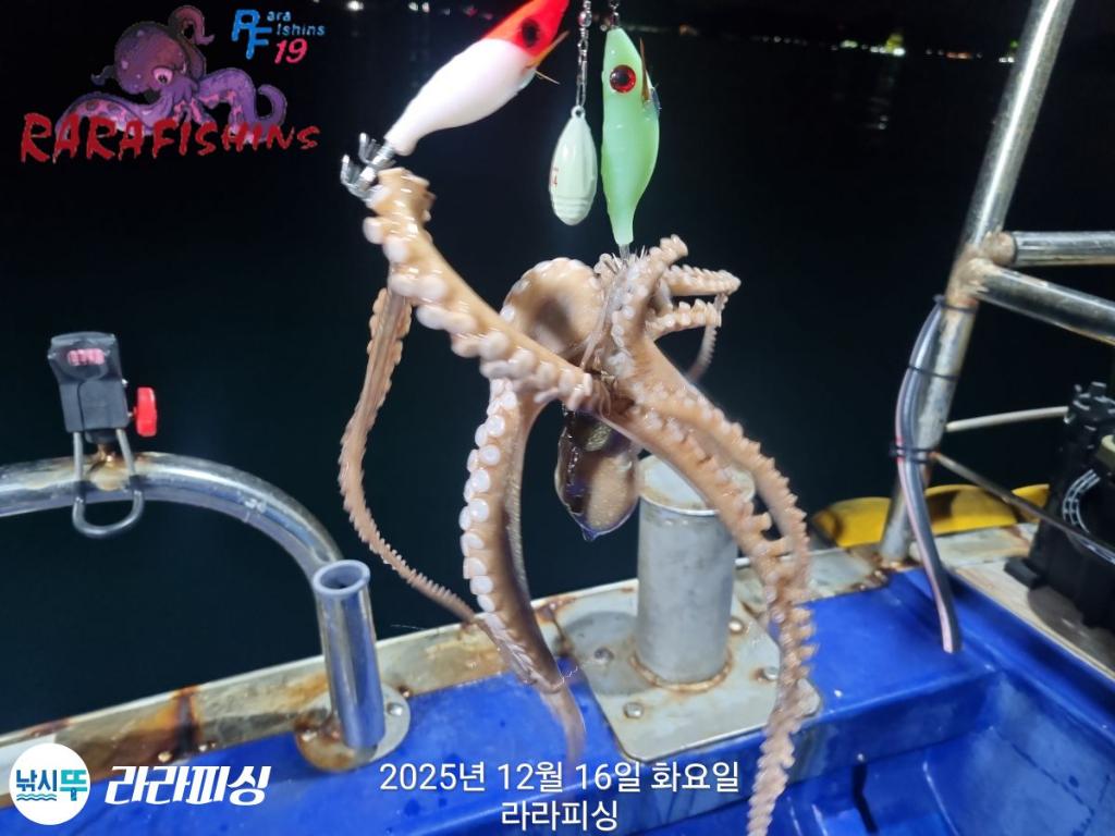 낚시뚜,낙지,속천항(진해),라라피싱,낚시뚜7