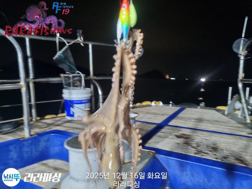 낚시뚜,낙지,속천항(진해),라라피싱,낚시뚜2
