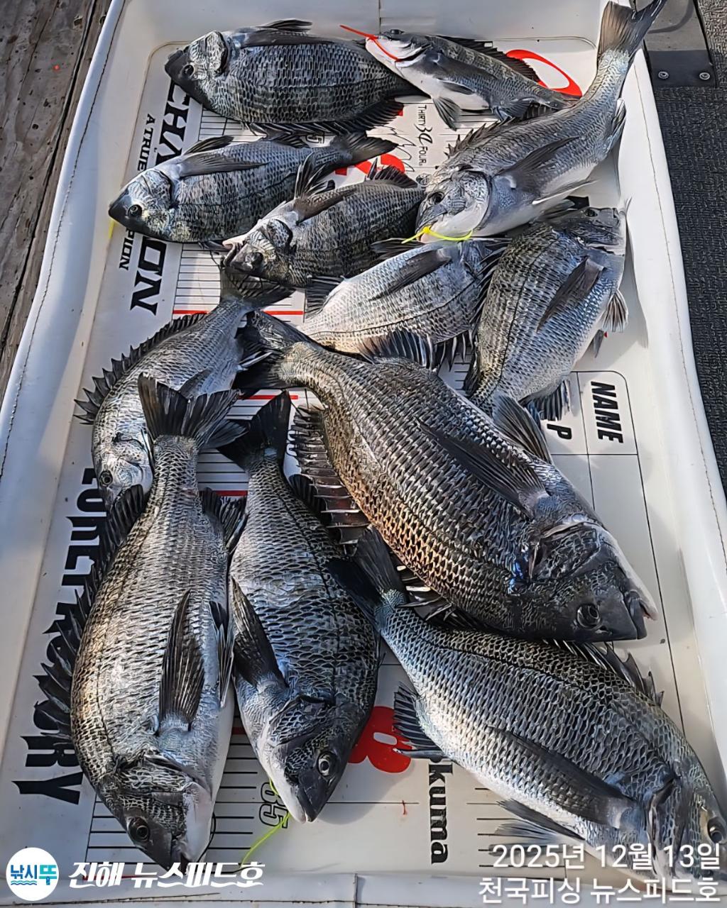 낚시뚜,감성돔,진해행암항,진해 뉴스피드호,낚시뚜7