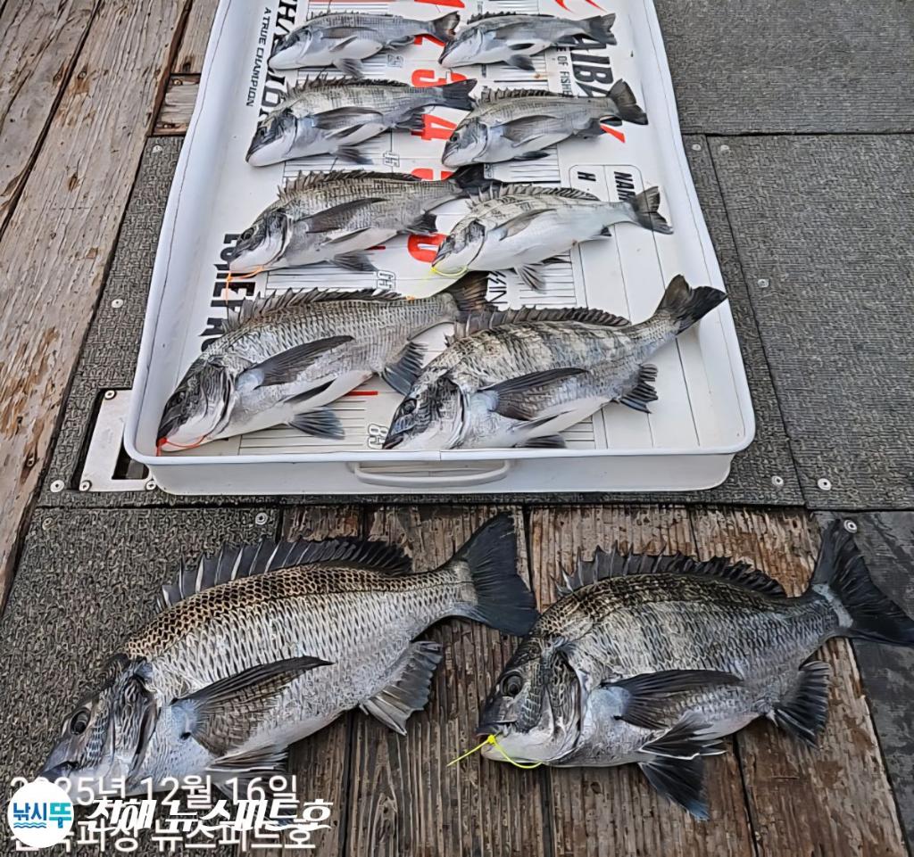 낚시뚜,감성돔,진해행암항,진해 뉴스피드호,낚시뚜3