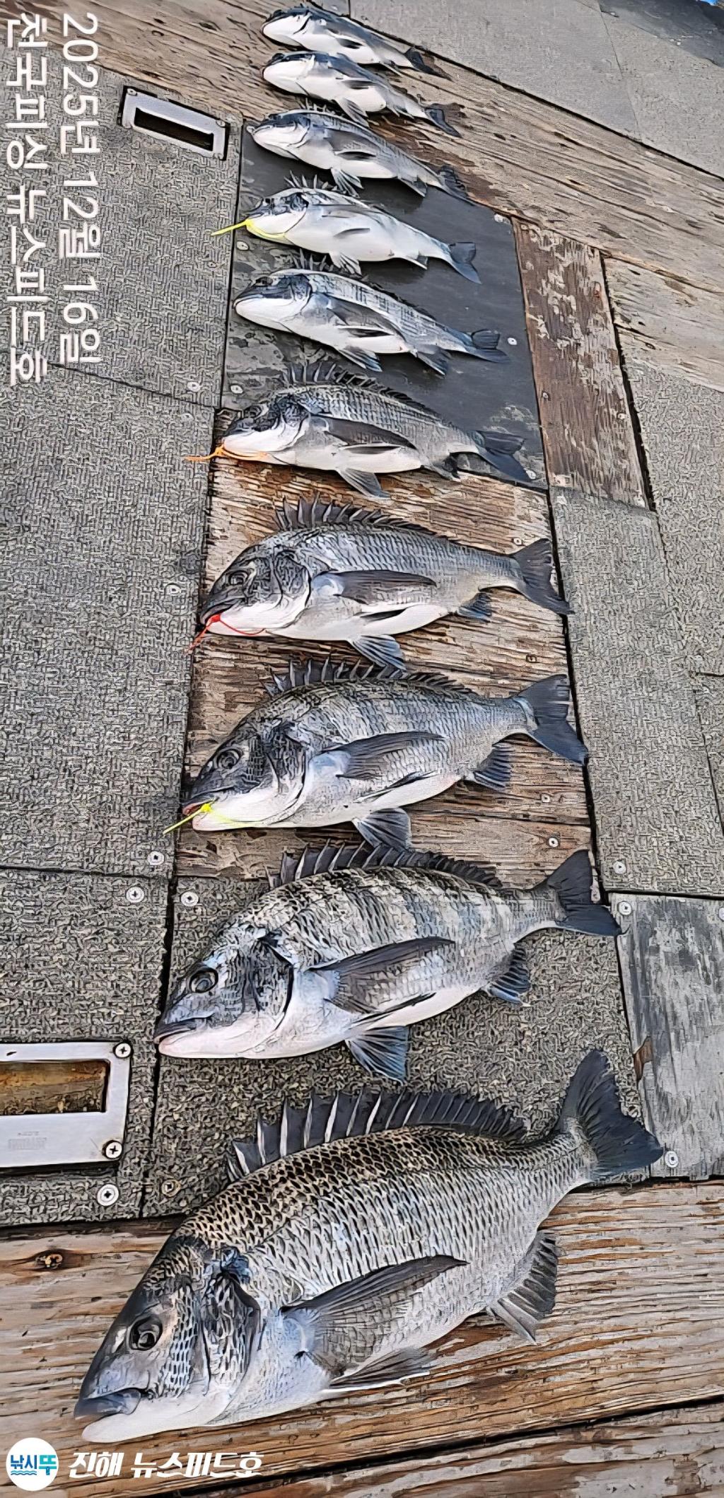 낚시뚜,감성돔,진해행암항,진해 뉴스피드호,낚시뚜2