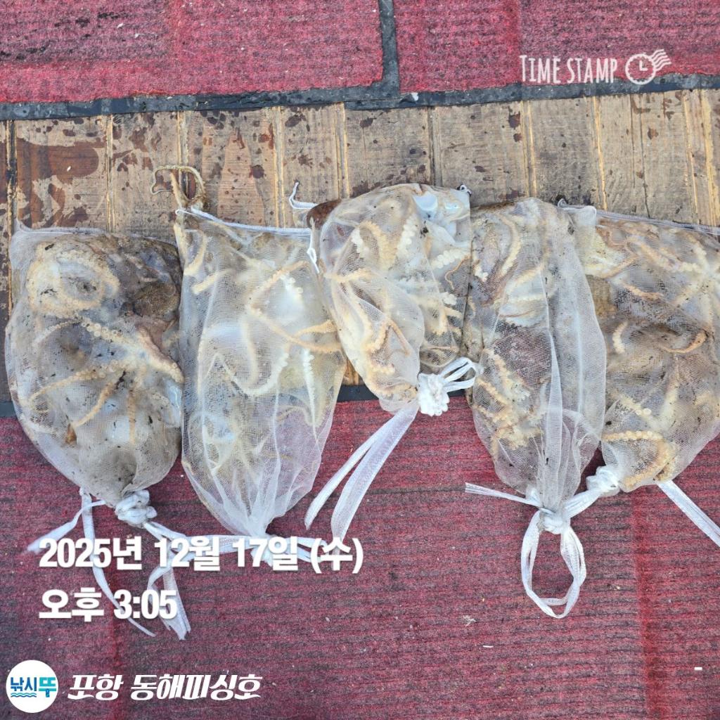 낚시뚜,쭈꾸미,포항(운하관),포항 동해피싱호,낚시뚜6