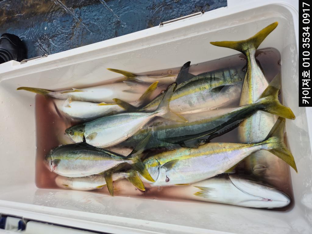 낚시뚜,방어,영일만항,포항카이져호,낚시뚜1