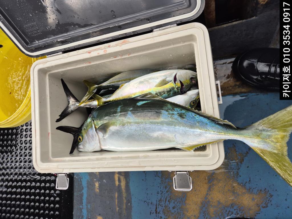 낚시뚜,방어,영일만항,포항카이져호,낚시뚜4