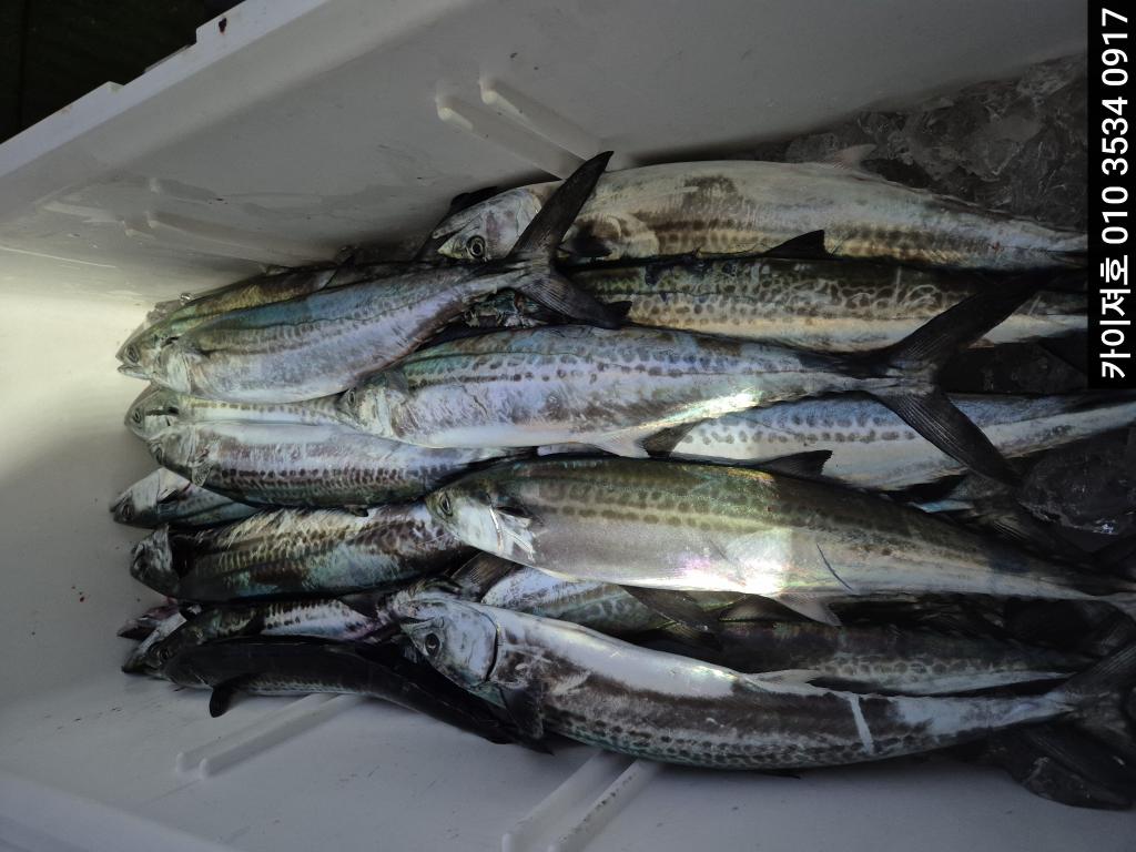 낚시뚜,방어,영일만항,포항카이져호,낚시뚜5