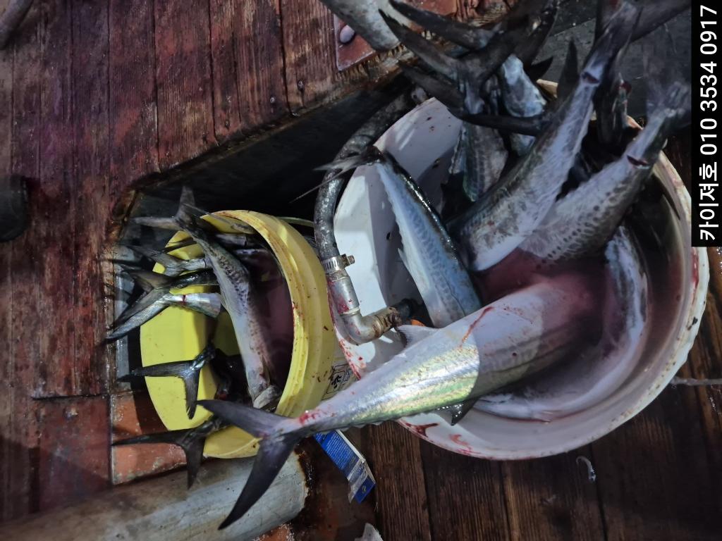 낚시뚜,방어,영일만항,포항카이져호,낚시뚜6