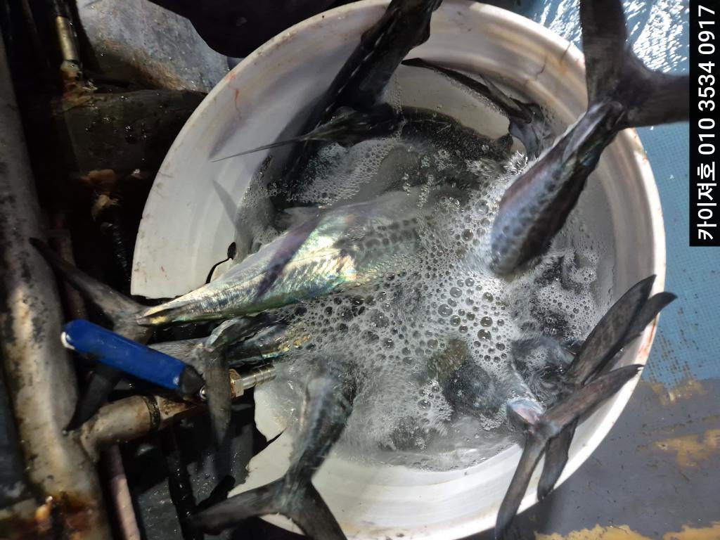 낚시뚜,방어,영일만항,포항카이져호,낚시뚜7