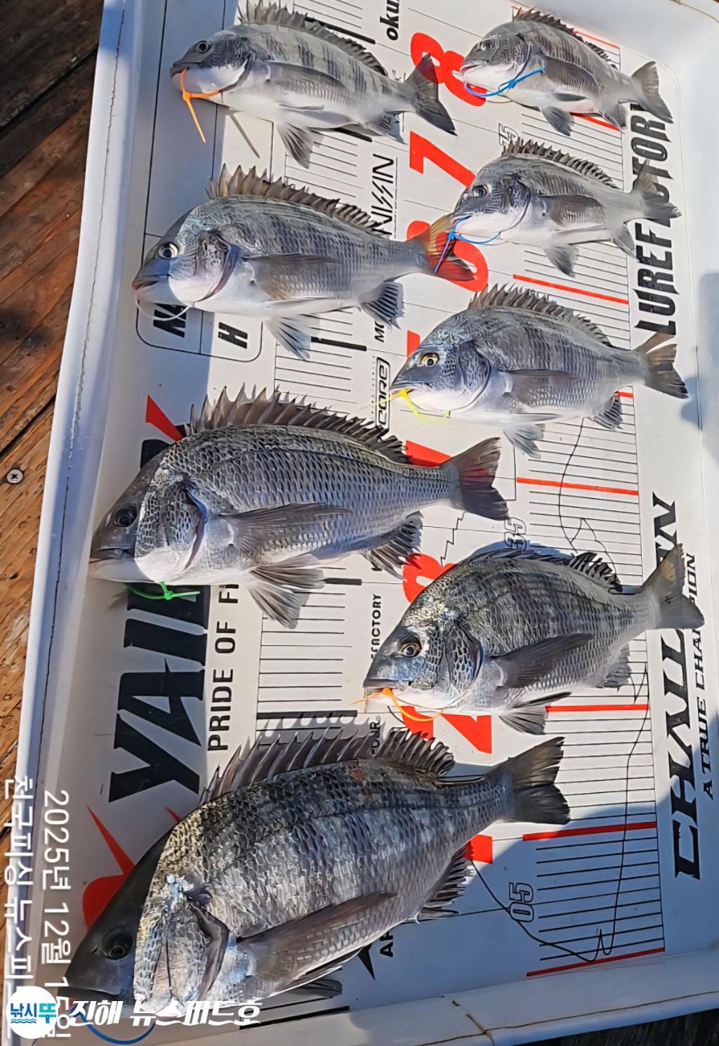 낚시뚜,감성돔,진해행암항,진해 뉴스피드호,낚시뚜17