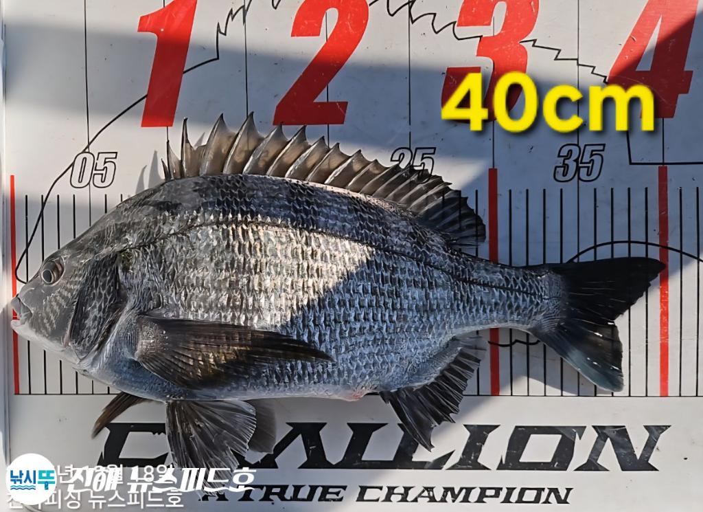 낚시뚜,감성돔,진해행암항,진해 뉴스피드호,낚시뚜11