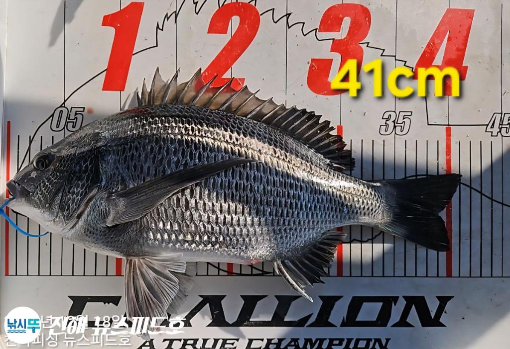 낚시뚜,감성돔,진해행암항,진해 뉴스피드호,낚시뚜9