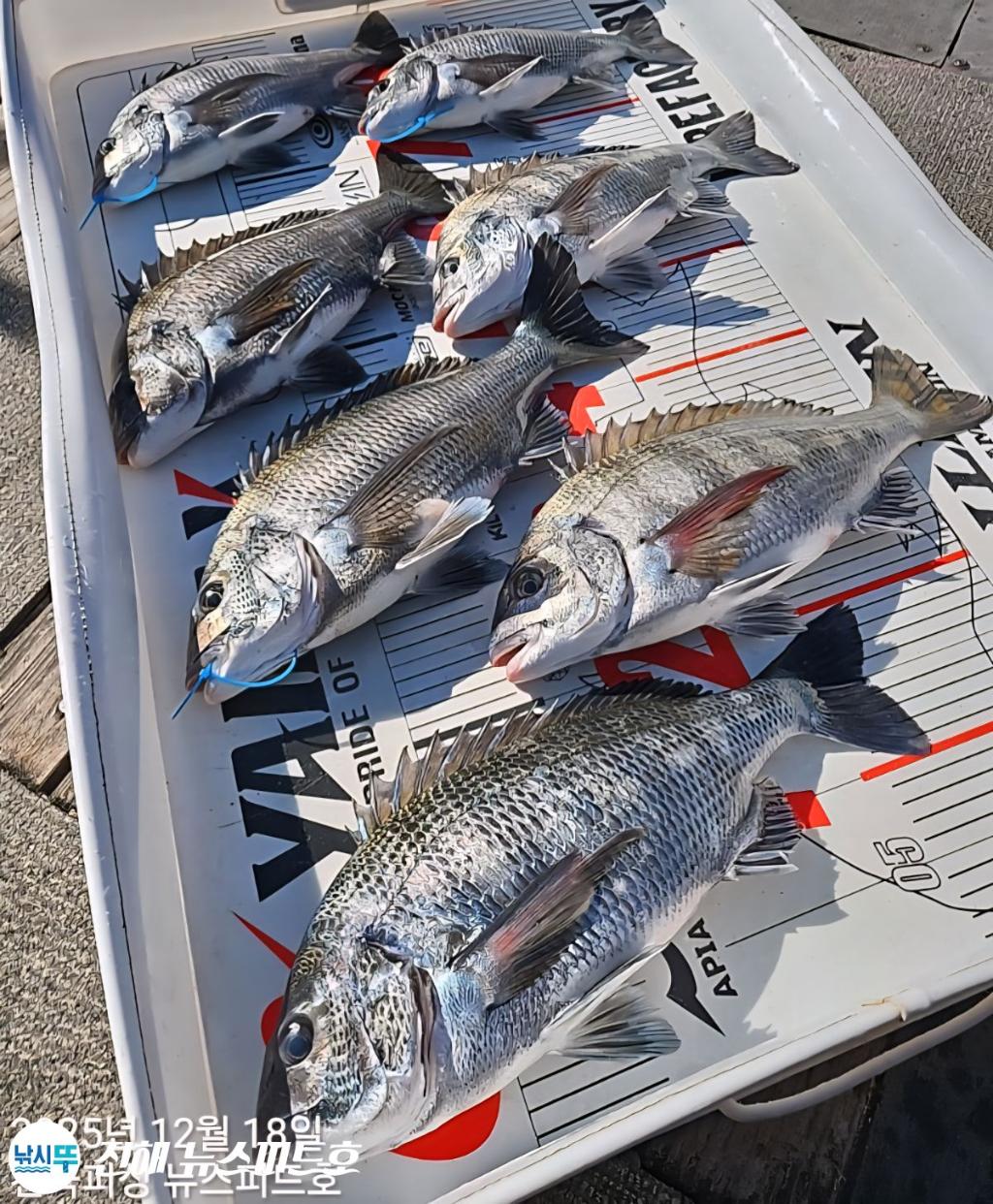 낚시뚜,감성돔,진해행암항,진해 뉴스피드호,낚시뚜6