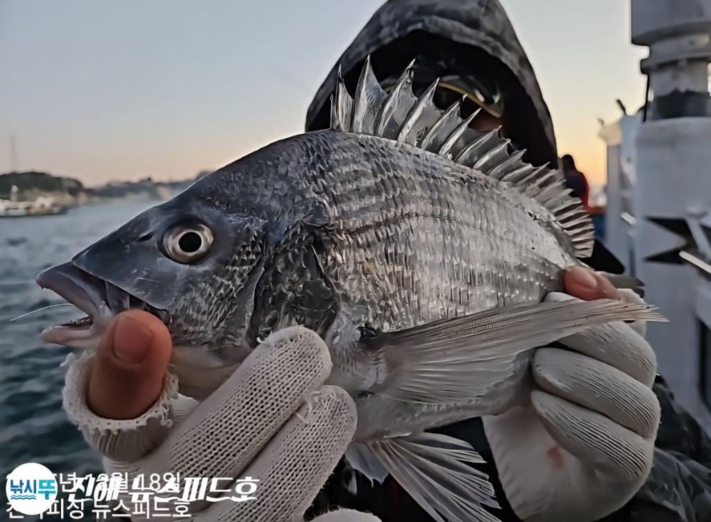 낚시뚜,감성돔,진해행암항,진해 뉴스피드호,낚시뚜5