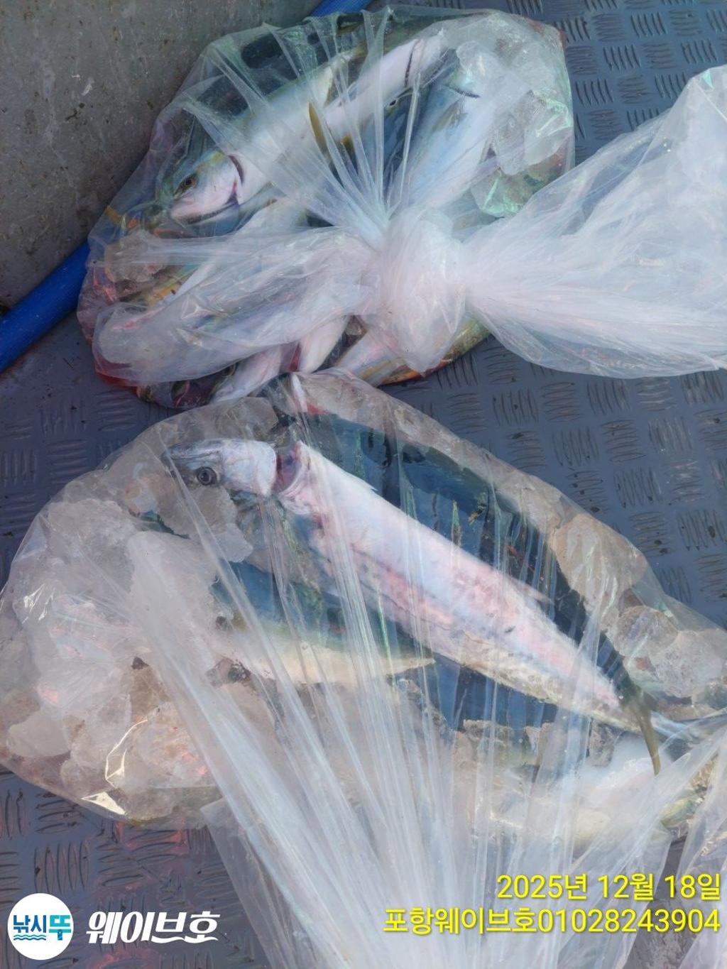 낚시뚜,방어,삼치,구룡포항,뉴웨이브호,낚시뚜15