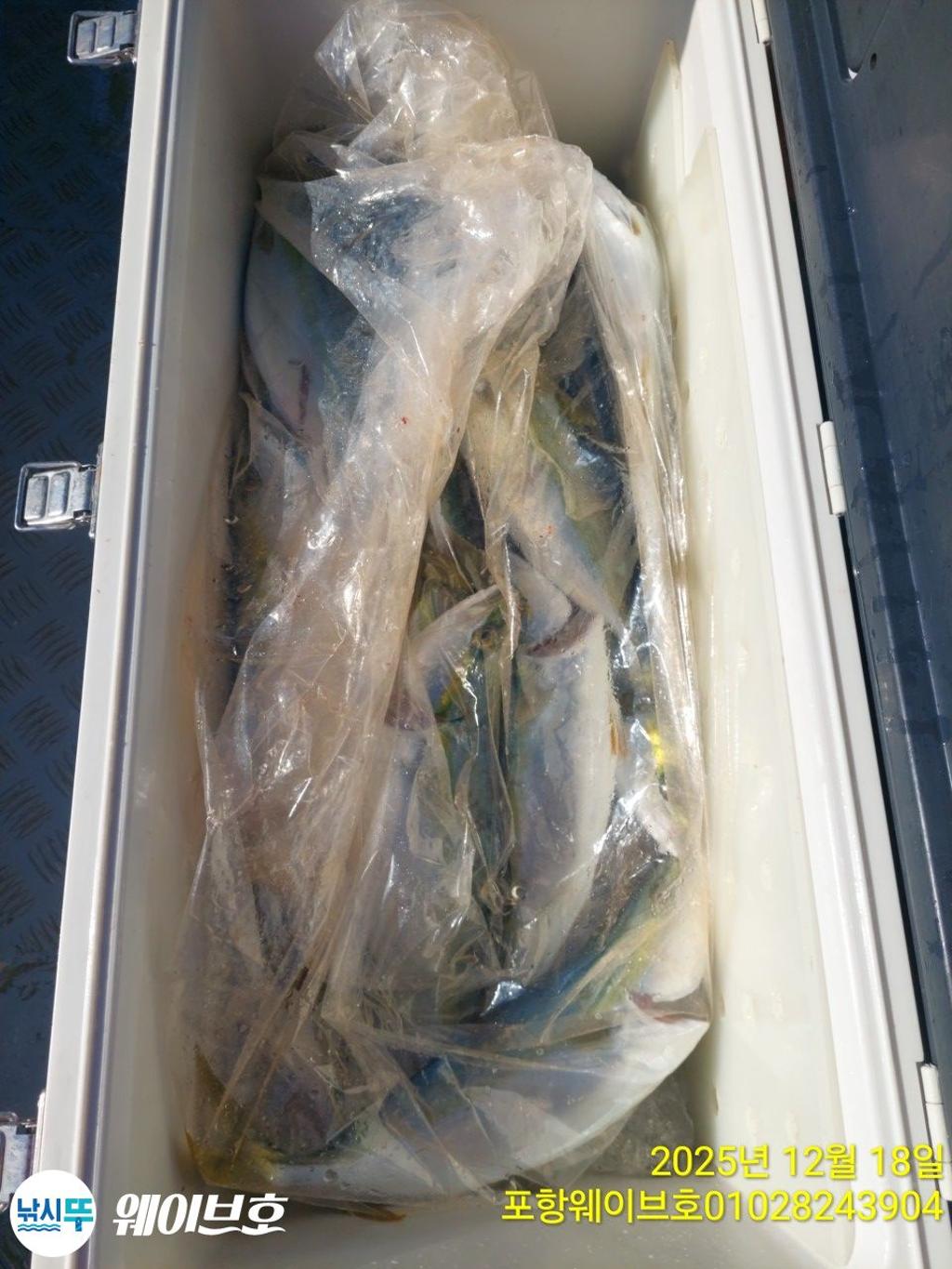 낚시뚜,방어,삼치,구룡포항,뉴웨이브호,낚시뚜14