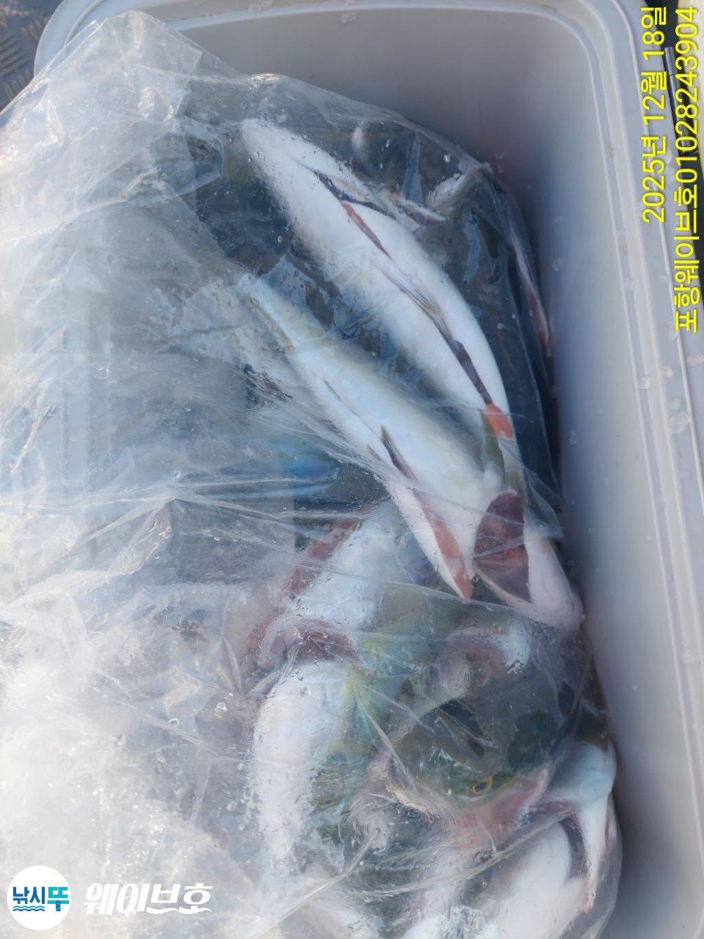 낚시뚜,방어,삼치,구룡포항,뉴웨이브호,낚시뚜13