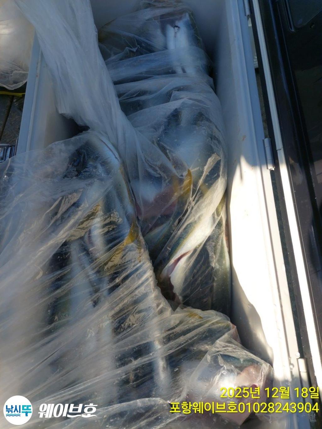 낚시뚜,방어,삼치,구룡포항,뉴웨이브호,낚시뚜12