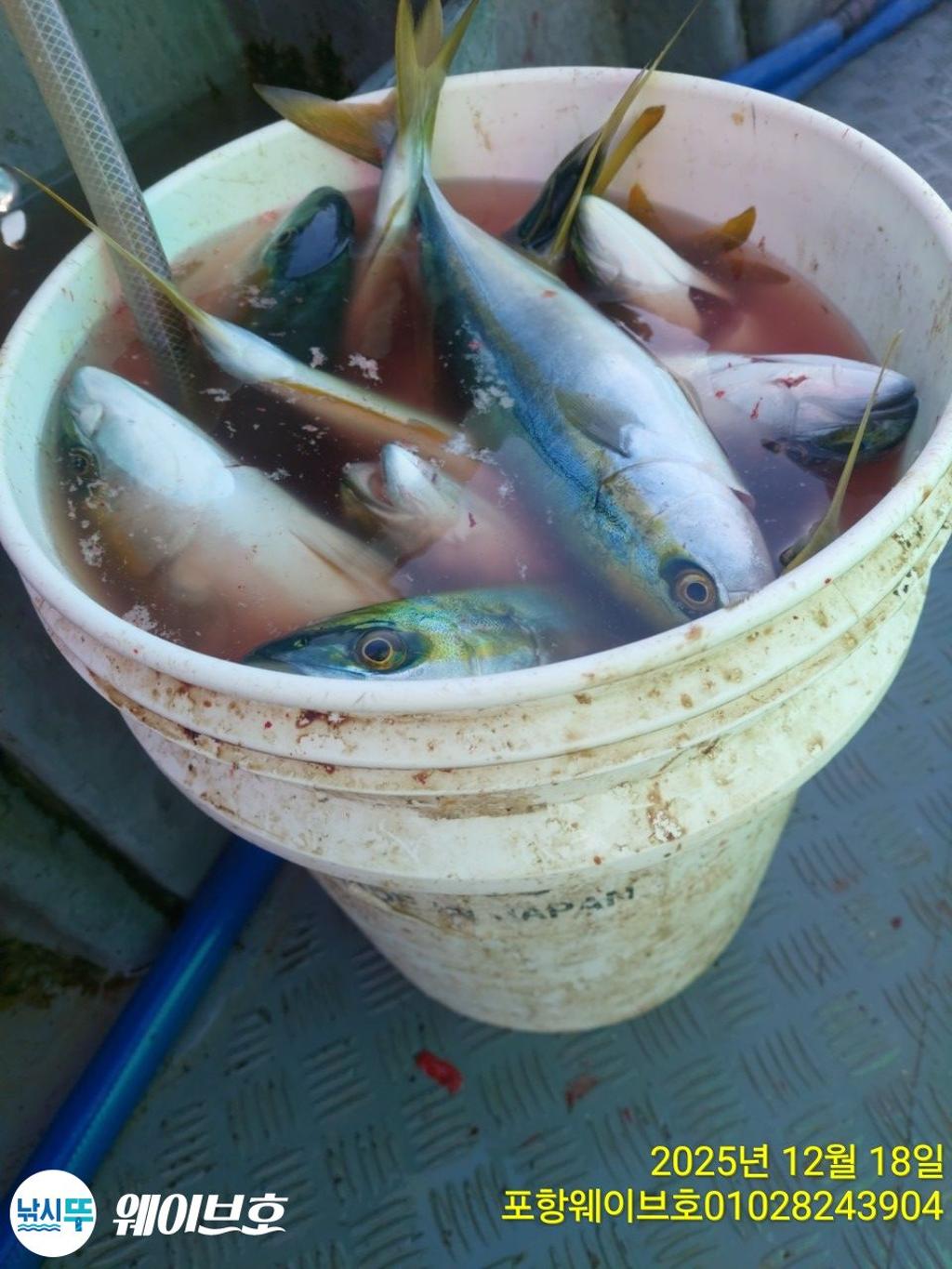 낚시뚜,방어,삼치,구룡포항,뉴웨이브호,낚시뚜10