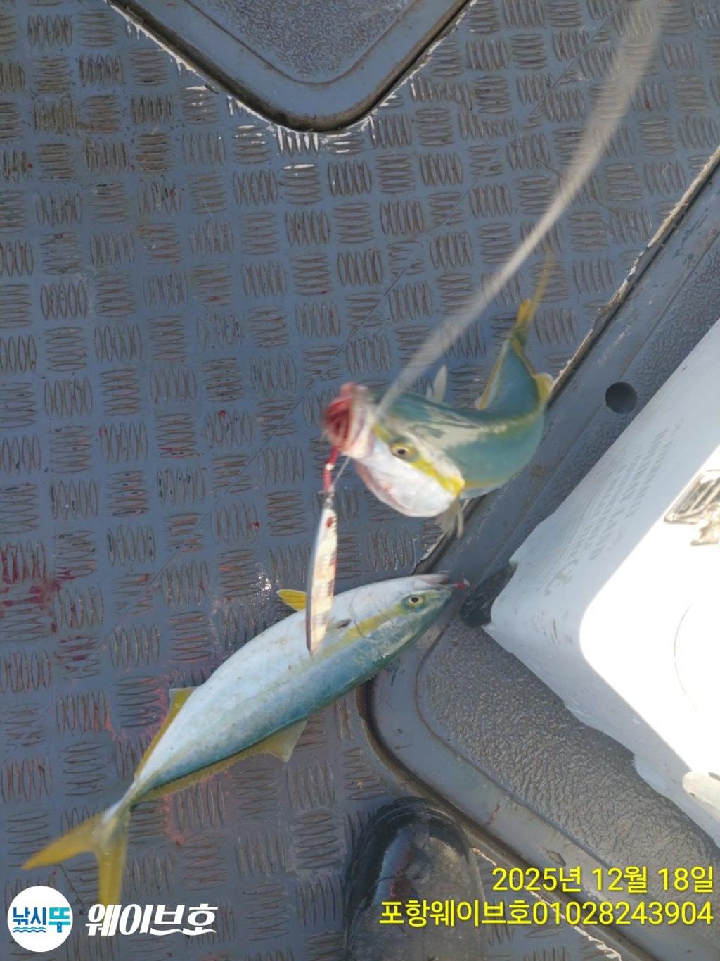 낚시뚜,방어,삼치,구룡포항,뉴웨이브호,낚시뚜5