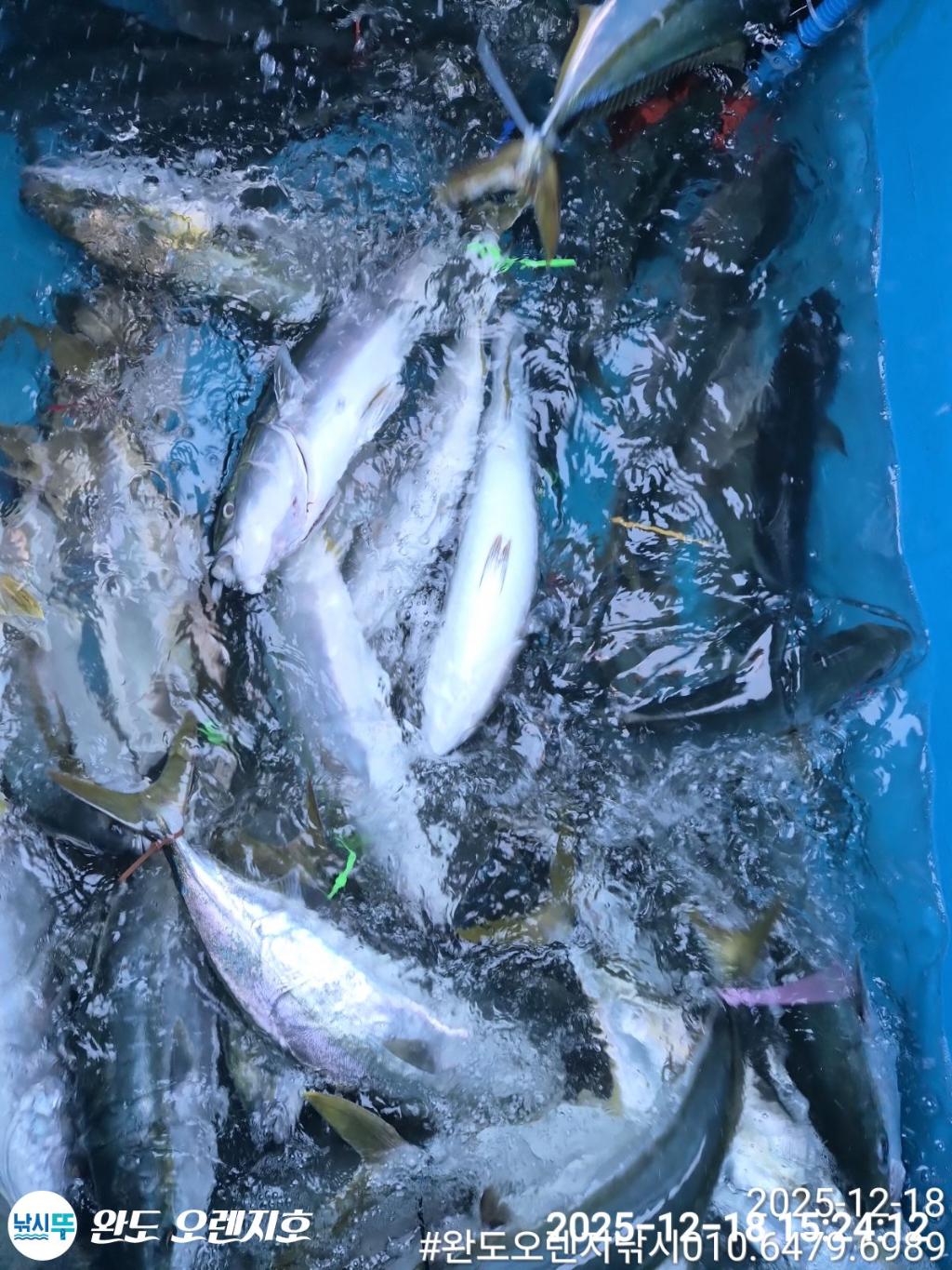 낚시뚜,방어,완도항,완도 오렌지호,낚시뚜5