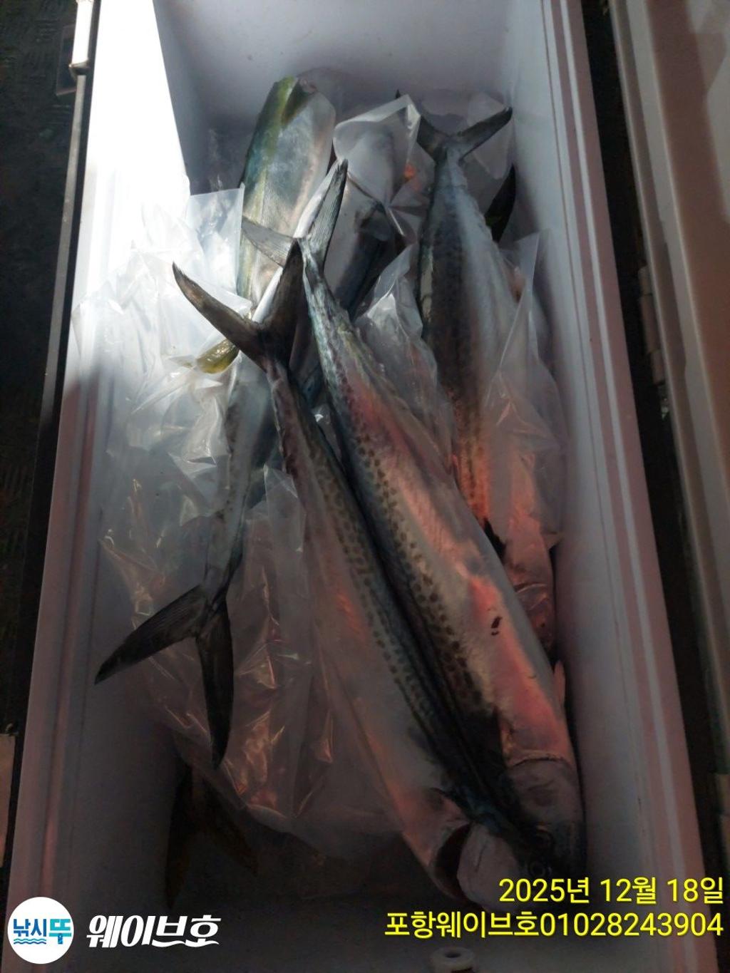 낚시뚜,방어,삼치,구룡포항,뉴웨이브호,낚시뚜17