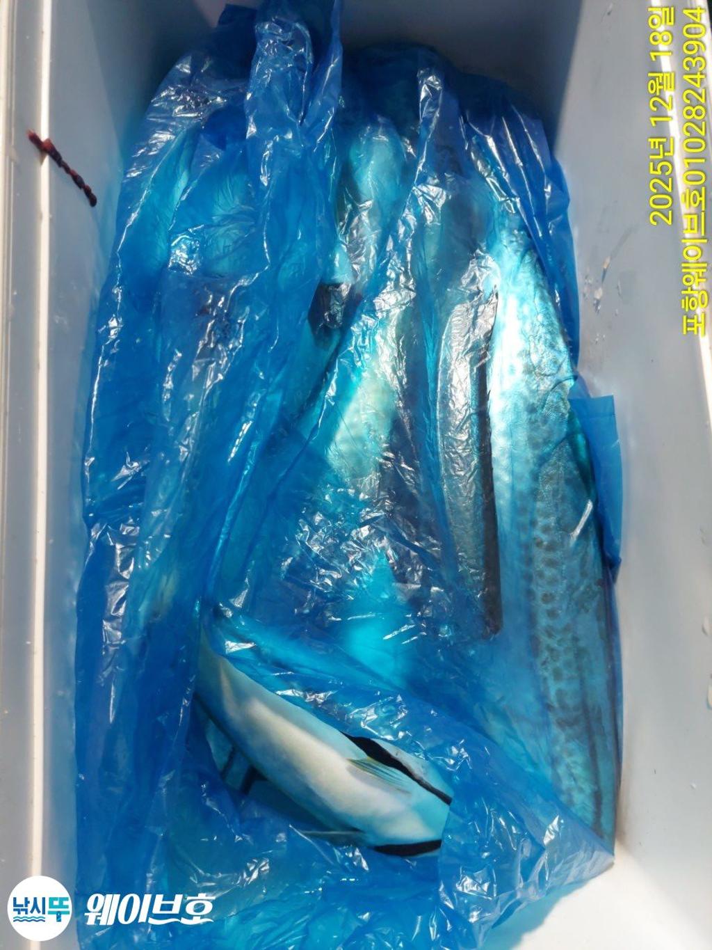 낚시뚜,방어,삼치,구룡포항,뉴웨이브호,낚시뚜16