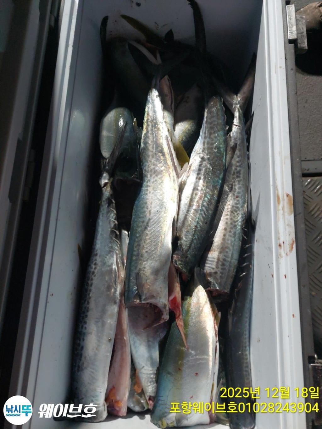 낚시뚜,방어,삼치,구룡포항,뉴웨이브호,낚시뚜15