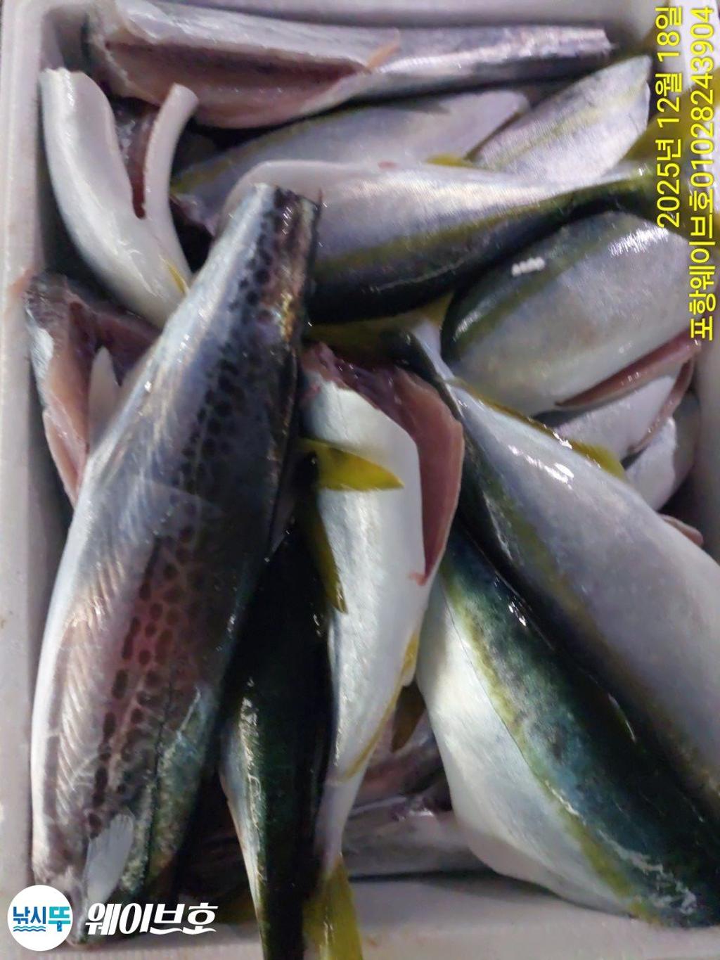 낚시뚜,방어,삼치,구룡포항,뉴웨이브호,낚시뚜13