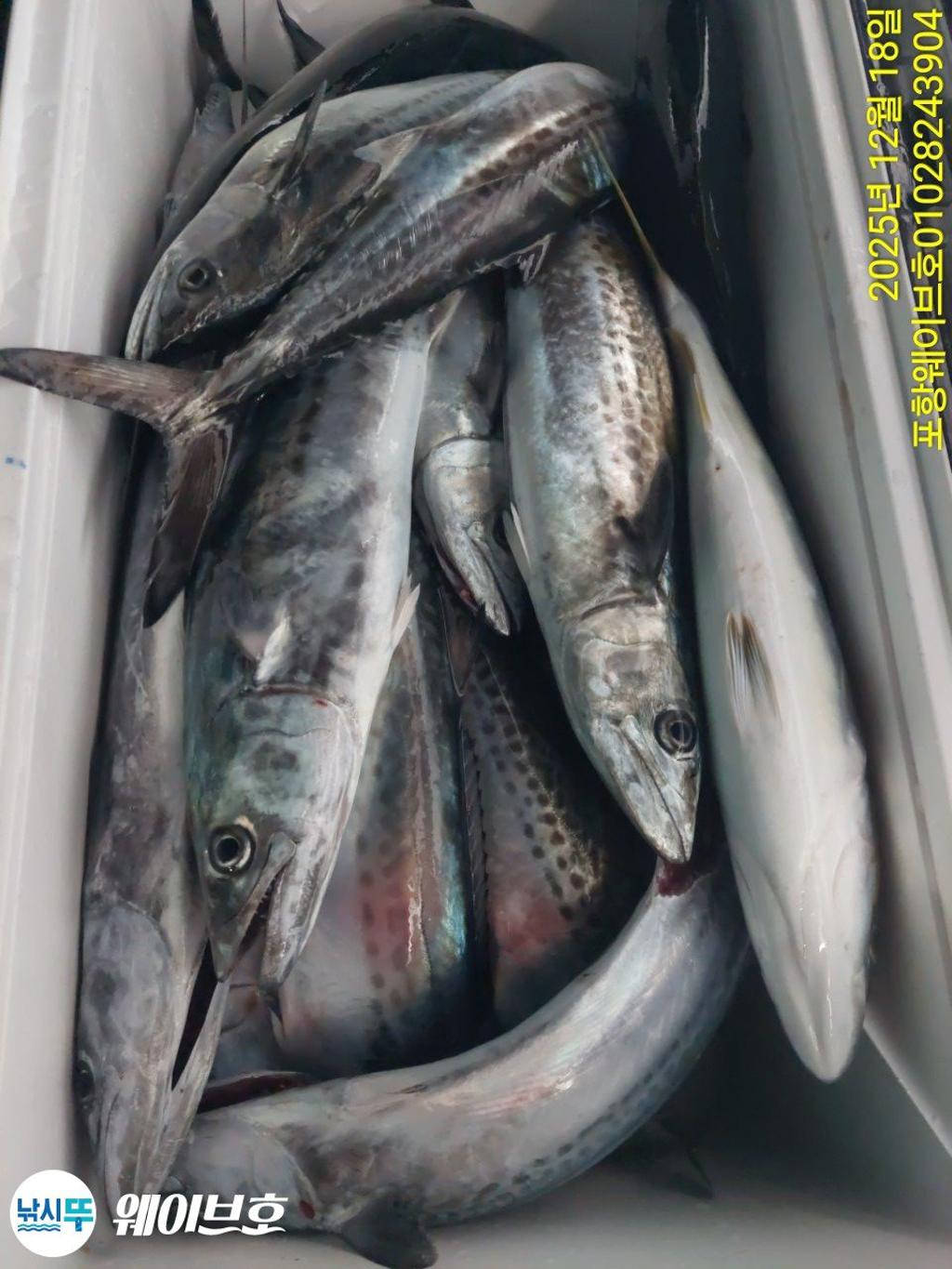 낚시뚜,방어,삼치,구룡포항,뉴웨이브호,낚시뚜12