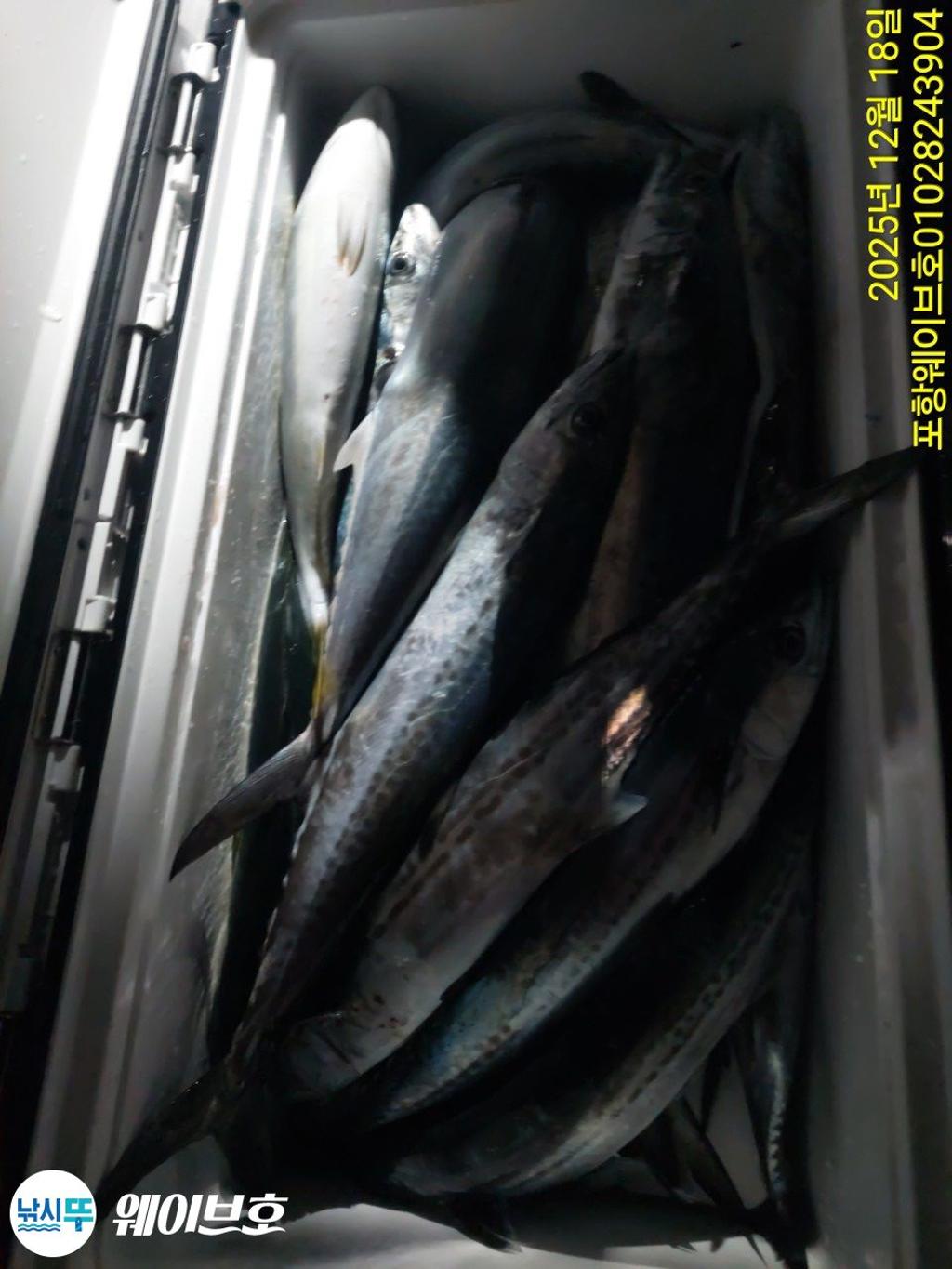 낚시뚜,방어,삼치,구룡포항,뉴웨이브호,낚시뚜11