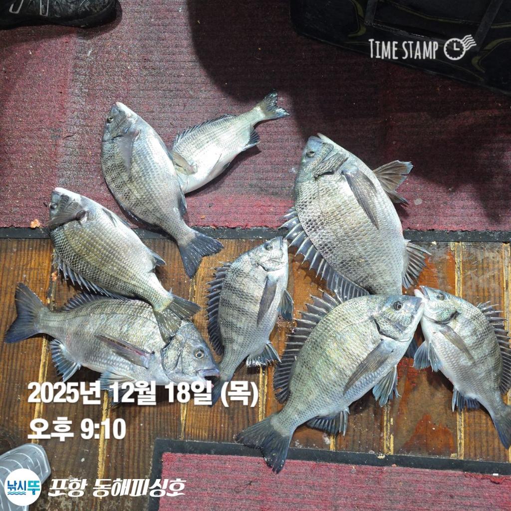 낚시뚜,감성돔,포항(운하관),포항 동해피싱호,낚시뚜8