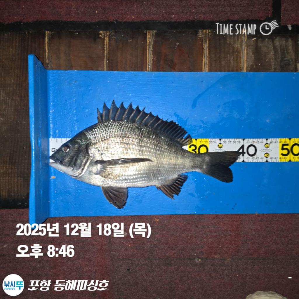 낚시뚜,감성돔,포항(운하관),포항 동해피싱호,낚시뚜7