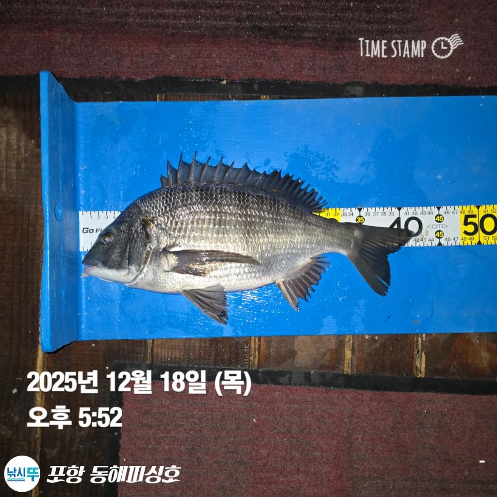 낚시뚜,감성돔,포항(운하관),포항 동해피싱호,낚시뚜6