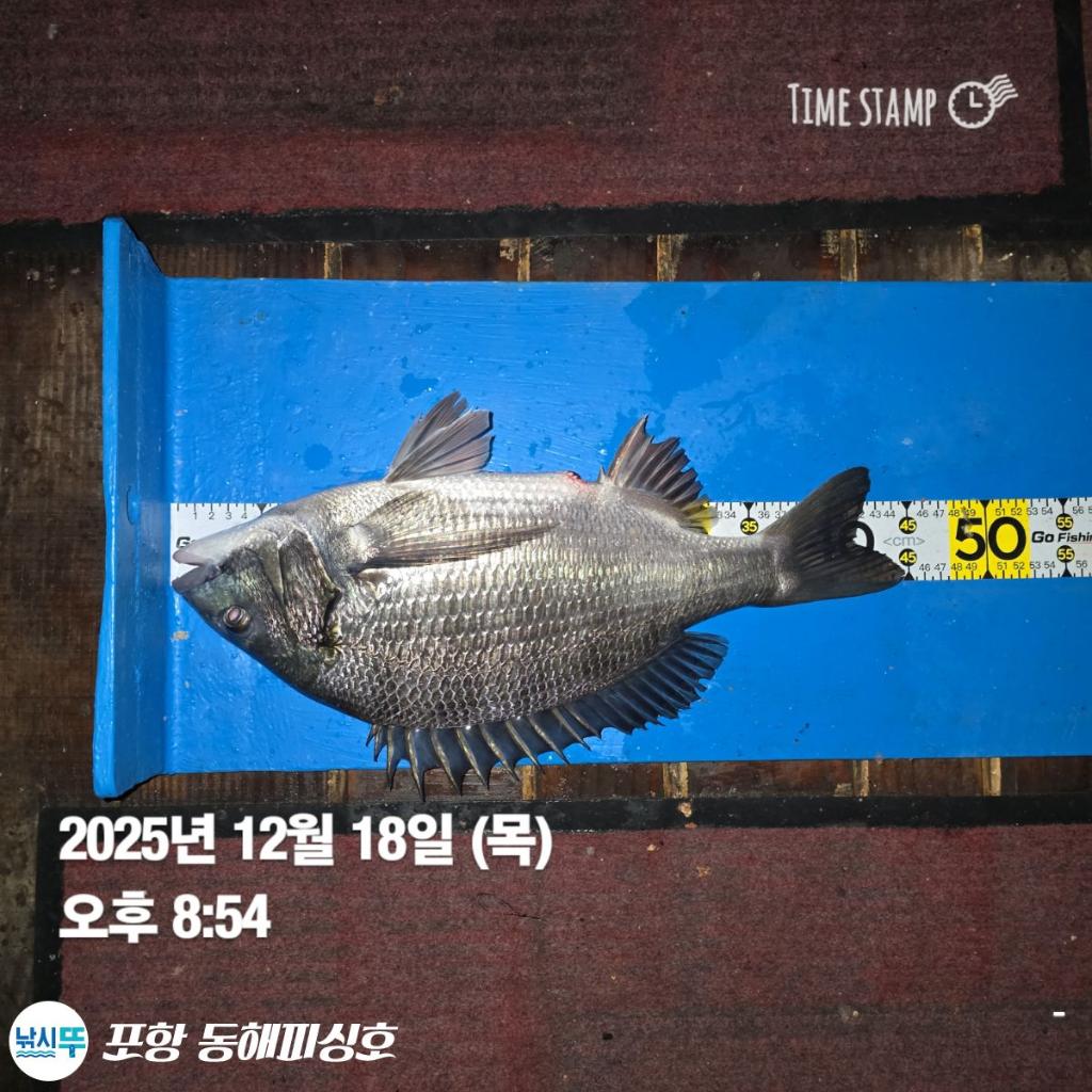 낚시뚜,감성돔,포항(운하관),포항 동해피싱호,낚시뚜5
