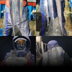 조황, [통영만선피싱] 아쉽게도 막바지에 접어들었네요,, 내일 금요일 갈치 정상 출조합니다~ 담주 수요일 열기,볼락출조 자리여유 예약가능