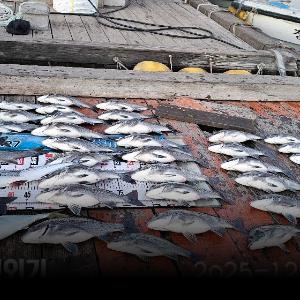 조황, 풍화리선외기 감성돔 마리수폭탄