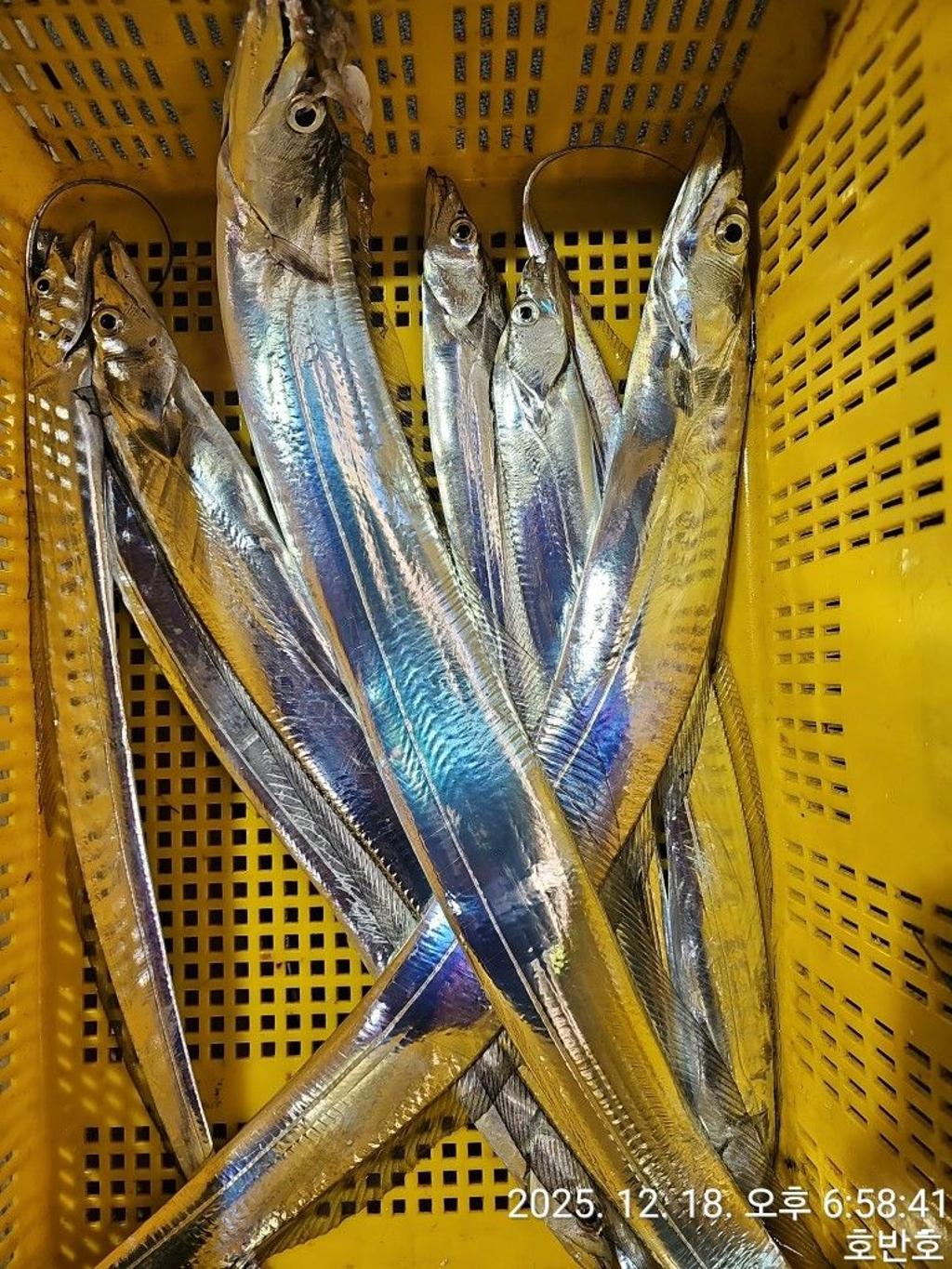 낚시뚜,갈치,통영 신전항,통영호반호,낚시뚜68