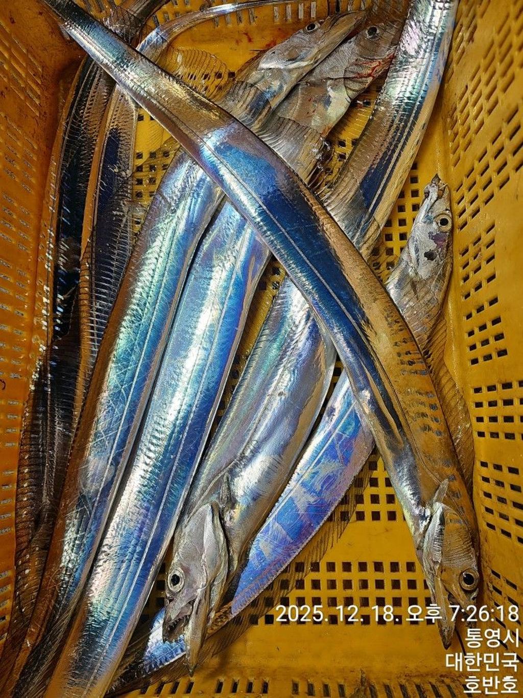 낚시뚜,갈치,통영 신전항,통영호반호,낚시뚜67