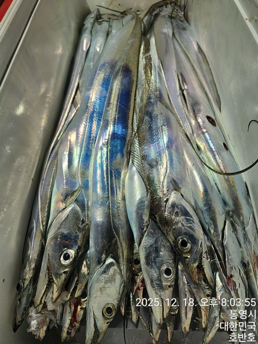 낚시뚜,갈치,통영 신전항,통영호반호,낚시뚜66