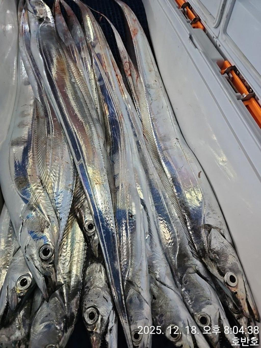 낚시뚜,갈치,통영 신전항,통영호반호,낚시뚜65