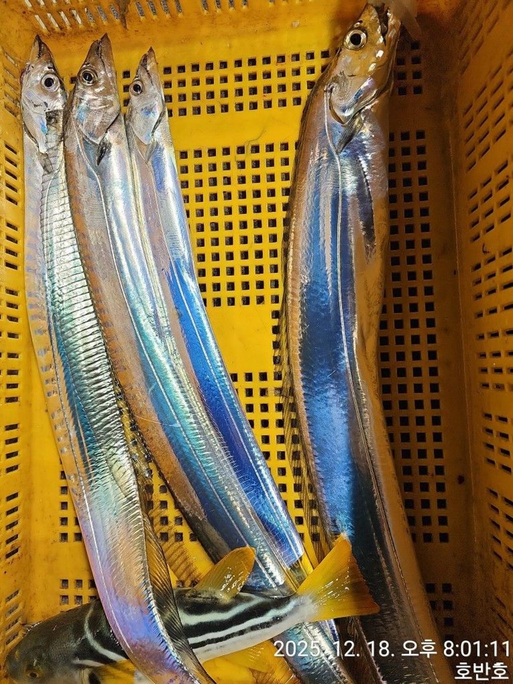 낚시뚜,갈치,통영 신전항,통영호반호,낚시뚜64